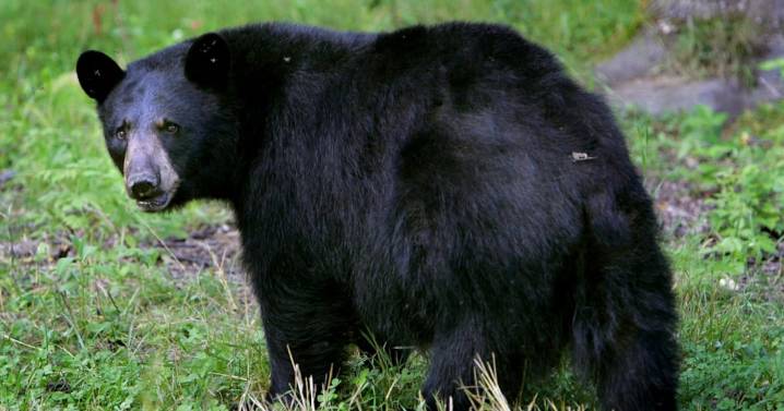 ‘Hand feeding’ of bear, cubs prompts investigation in B.C.