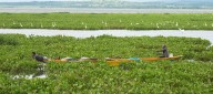 Gigante "tapete" de planta invasora en el Guájaro iría hasta enero: pescadores lanzan SOS