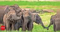 Elephant numbers down 25% in 8 yrs: 1st DNA census