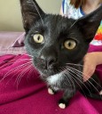 OCHS adoptable pet: Degas