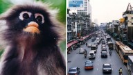 Monkey bites, stuck in gridlocked traffic, bathroom slips: Weirdest Aussie travel claims in Thailand revealed