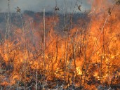 As a last resort, Consumers Energy may shut off power to prevent wildfires