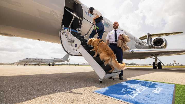 The Booming Business of Dog-Friendly Airlines