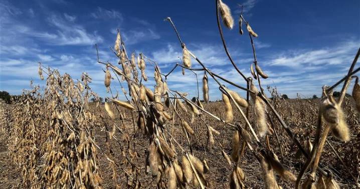 Kentucky soybean harvest begins under shadow of China trade dispute
