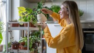 The Beautiful Indoor Plant That You Can Grow From Seed