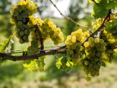 Dream of owning a winery? Workshop helps you plan