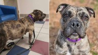North Carolina Dog Nearing Labor Refuses Help Until One Woman Gains Her Trust