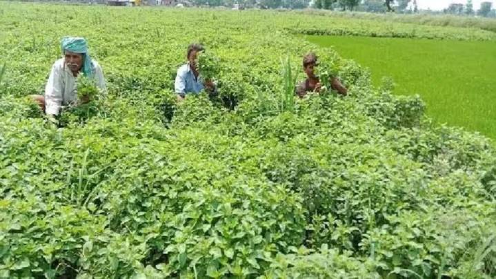 Shah-Chauhan thank PM for Rs 38K Cr Rabi Fertilizer Subsidy