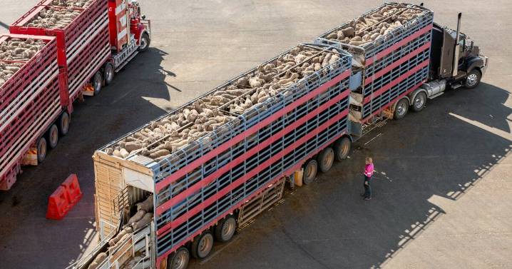 Sheep industry grants $139.8m transition plan: in full swing.