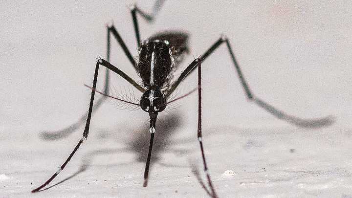 Mosquitoes found in Iceland for the first time, leaving only one mosquito