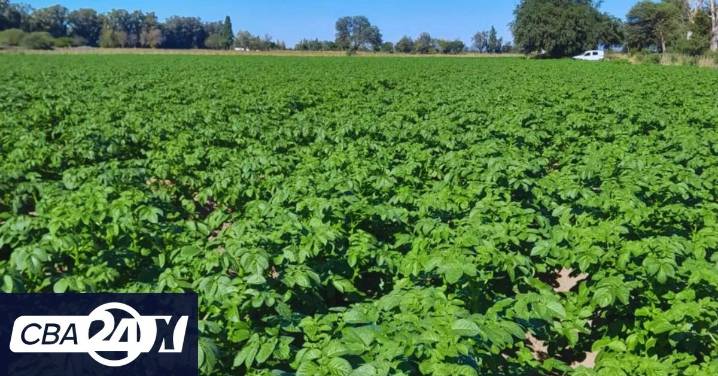 Riego por goteo subterráneo en Traslasierra: innovación del INTA para la papa en tiempos de sequía