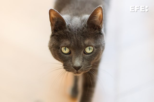 Terrassa prohíbe adoptar gatos negros hasta después de Halloween para evitar rituales