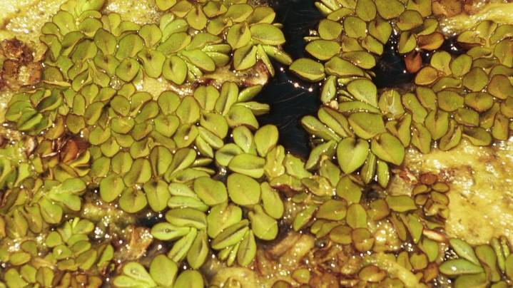 SCDES seeks reports of banned Brazilian plant giant salvinia in South Carolina