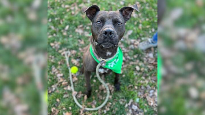 Pennsylvania Dog Waits Four Years For A Home While Shelter Staff Refuse To Give Up