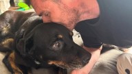 Luke and Dani Shuey bid emotional farewell to beloved dog Marley