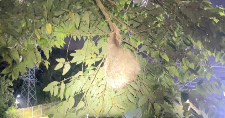 Rescataron un perezoso en Manizales: estaba enredado en malla eléctrica a 10 metros de altura