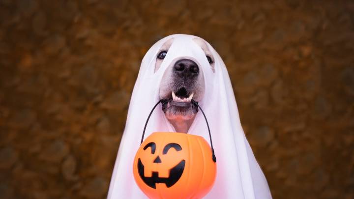 Halloween candy with chocolate, raisins, xylitol can be fatal for dogs