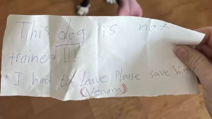 Arizona Dog Left With A Note In The Park Waits For Someone To Notice Him