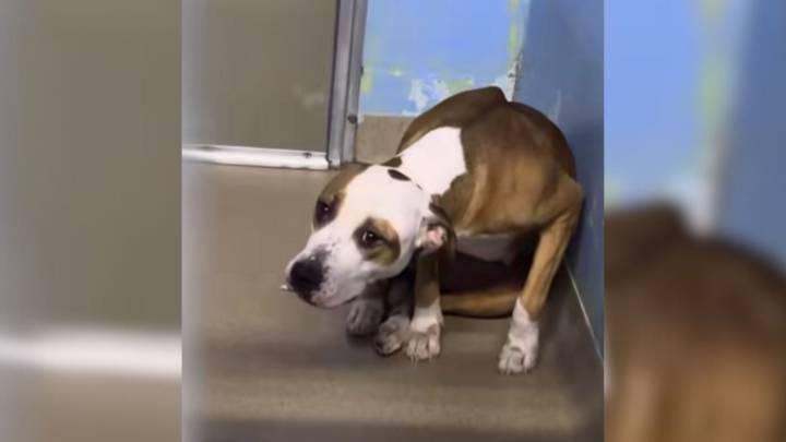 Florida Shelter Dog Is Too Afraid To Leave Her Kennel, The Reason Is Heartbreaking
