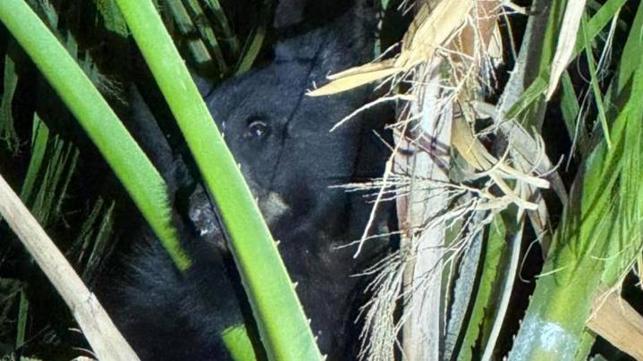 Bear rescued from a palm tree in Arizona