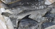 State Rep. Brown says seafood labeling law needs stronger enforcement due to Health Dept. failures, restaurant loopholes