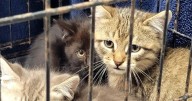 City warns of possible illegal cat trapping, poisonings