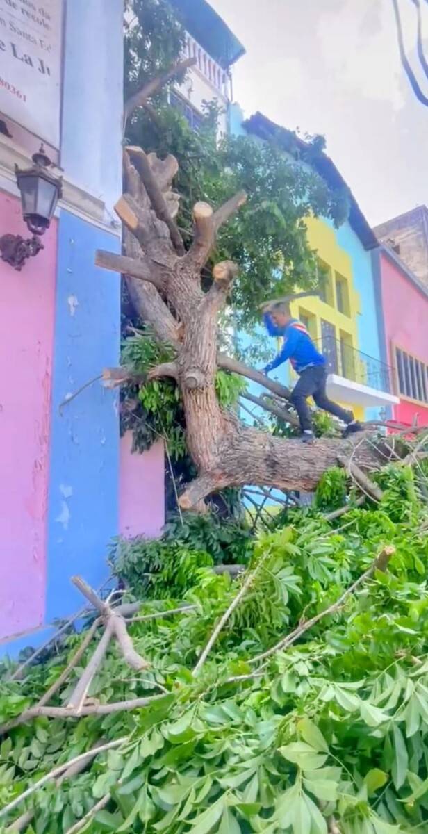Remueven árbol que cayó sobre la sede del Diario La Verdad