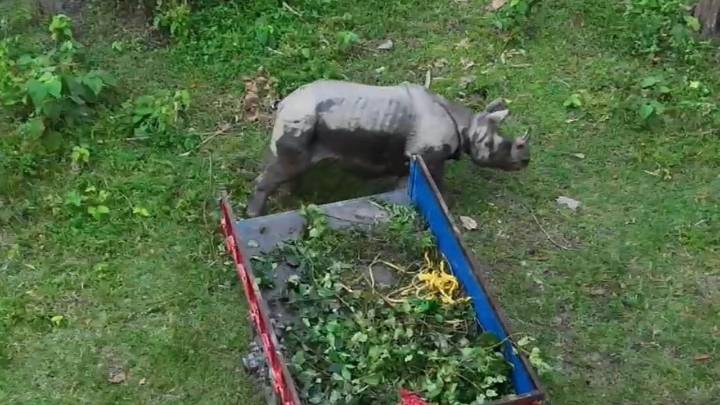 Ten rhinos rescued as floods hit wildlife zones in West Bengal