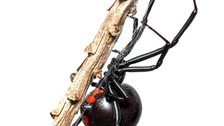 See a black or brown widow in MS? Know how to avoid a bite, kill a nest