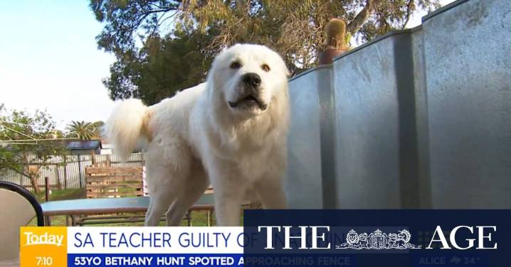 Adelaide teacher pleads guilty to stealing family dog.
