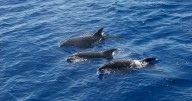 Alarming research reveals why dolphins are dying younger