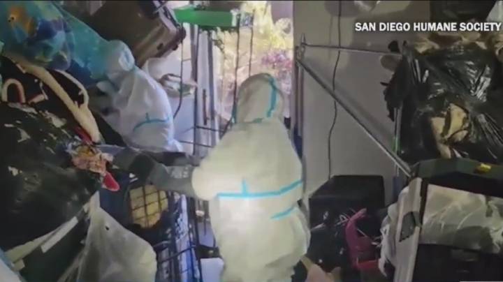 Rescuers discover 40 cats in overcrowded San Diego apartment during month
