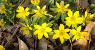 Things to do in the garden this week