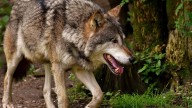 Adiós al mito del lobo feroz: los científicos confirman que los lobos huyen despavoridos al oír a los humanos