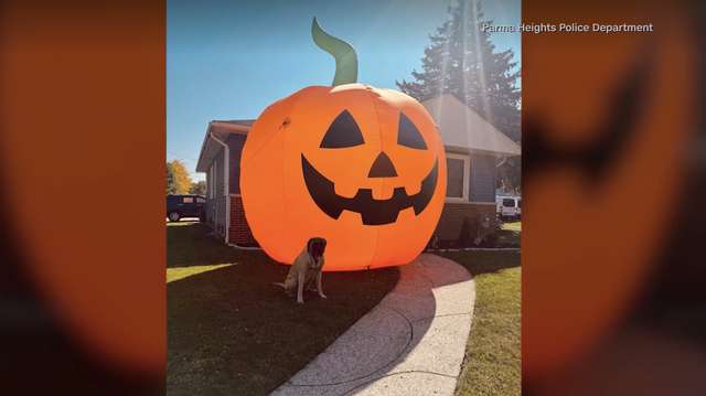 VIDEO: Ohio police officers chase inflatable pumpkin
