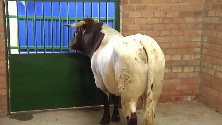 Agricultura suspende la presencia de ganado en ferias, concursos o romerías More
