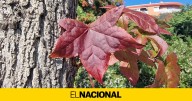 Primer veranillo de otoño a la vista: ¿cuándo volverán las lluvias a Catalunya?