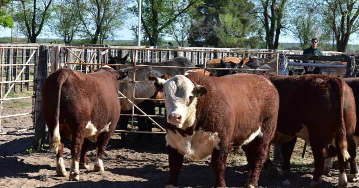 Río Colorado entra a jugar en las grandes ligas de la genética ganadera