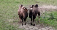 Edinburgh Zoo welcomes camels Quill and Quaver to their new home