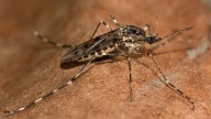 Descubren mosquitos en Islandia por primera vez en la historia debido al cambio climático