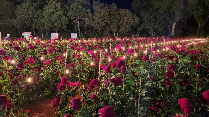 Iluminan los campos de Oaxaca en Día de Muertos, para disfrute de los vivos