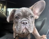 15 Las Vegas puppies rescued in Operation Pawsitive Change