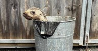 Dumped seal pup found alive in bin at a regional RSL branch