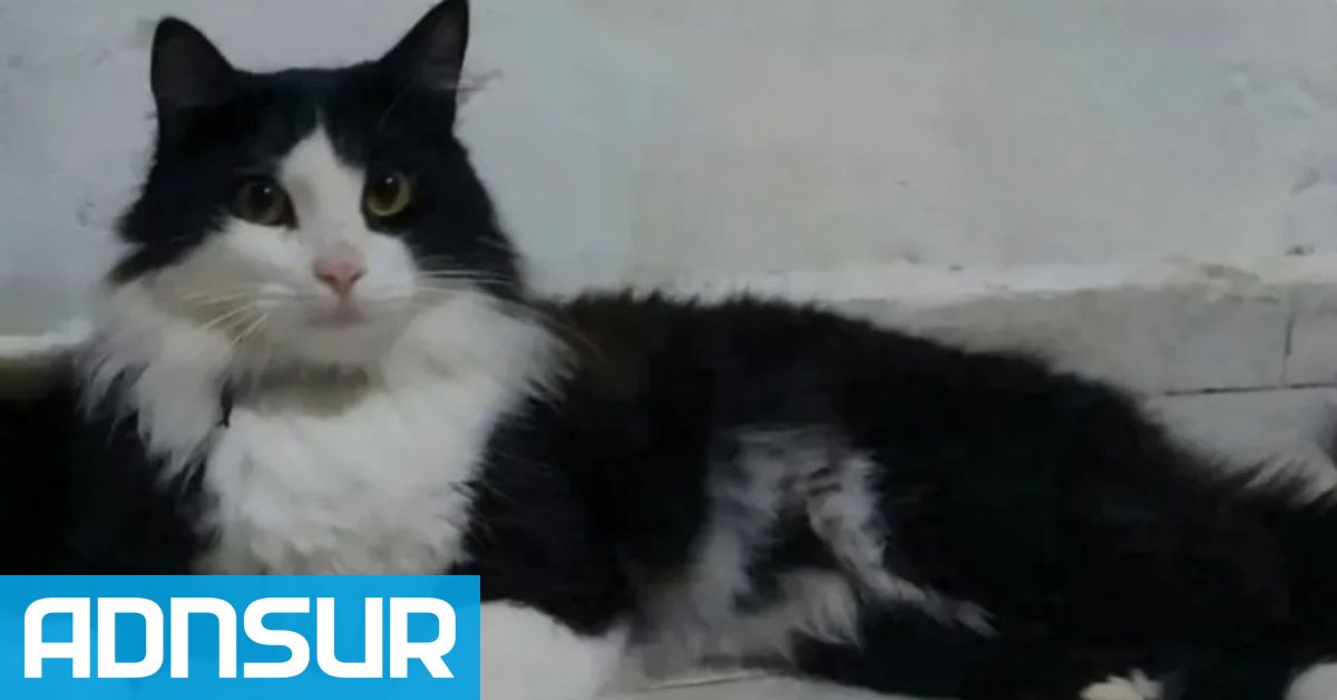 10:59 Una empresa de transporte perdió a un gato en Aeroparque cuando su familia se mudaba a la Patagonia