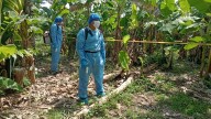El ICA adelantó Jornada para salvar los cultivos de plátano en Arauca