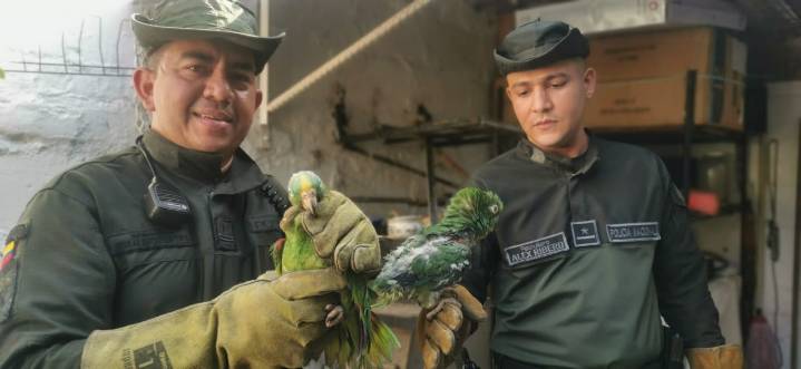 Fauna silvestre en riesgo: los esfuerzos de la Policía para detener el tráfico de especies en Colombia