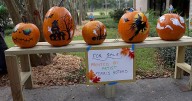 Tis the season for Halloween, fall fests and pumpkins