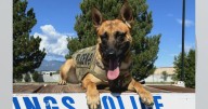 Colorado K-9 officer critically wounded during arrest released from hospital following surgery