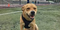 Fallece Chicles, perrito maratonista de Tijuana