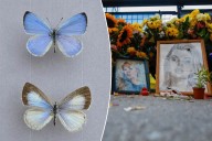 Butterfly species named after North Carolina stabbing victim Iryna Zarutska